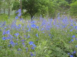 山谷花图片,自然画卷中的绚烂色彩