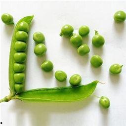 豌豆嘟嘟资料,揭秘萌宠成长记